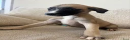 Mixed Breed dogs for sale: Whippet x lurcher pups - Advert 18