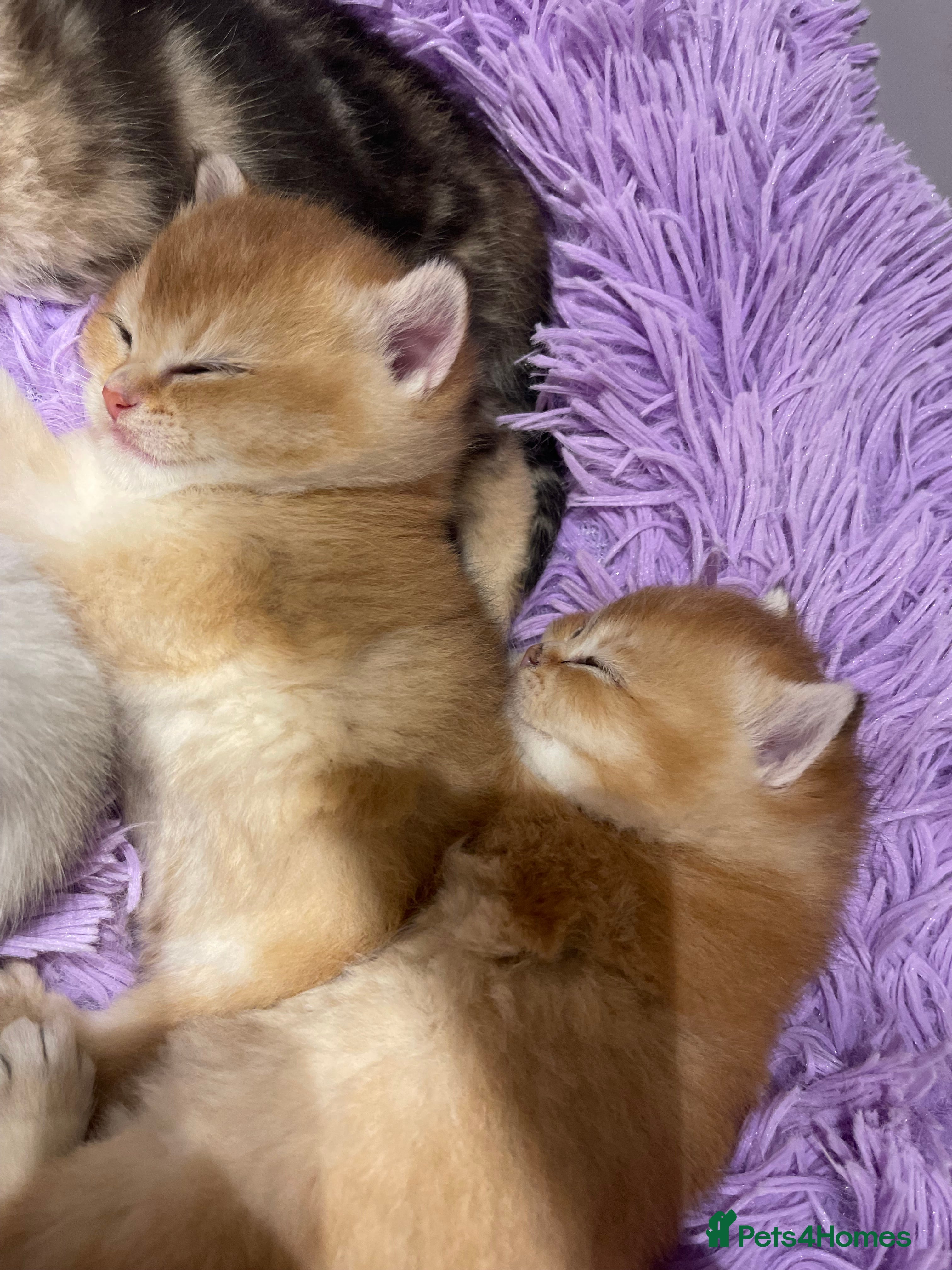 British Shorthair cats British shorthairs  - Advert 3