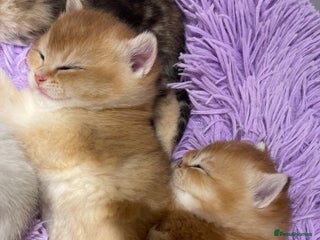 British Shorthair cats British shorthairs - Advert 9