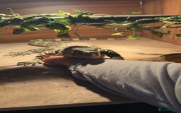 Monitor reptiles for sale: Nile monitor  - Image 2