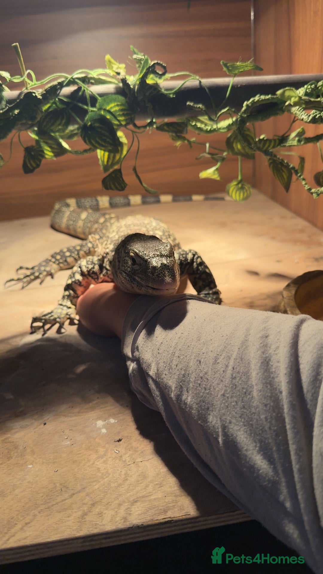 Monitor reptiles for sale: Nile monitor  - Image 2