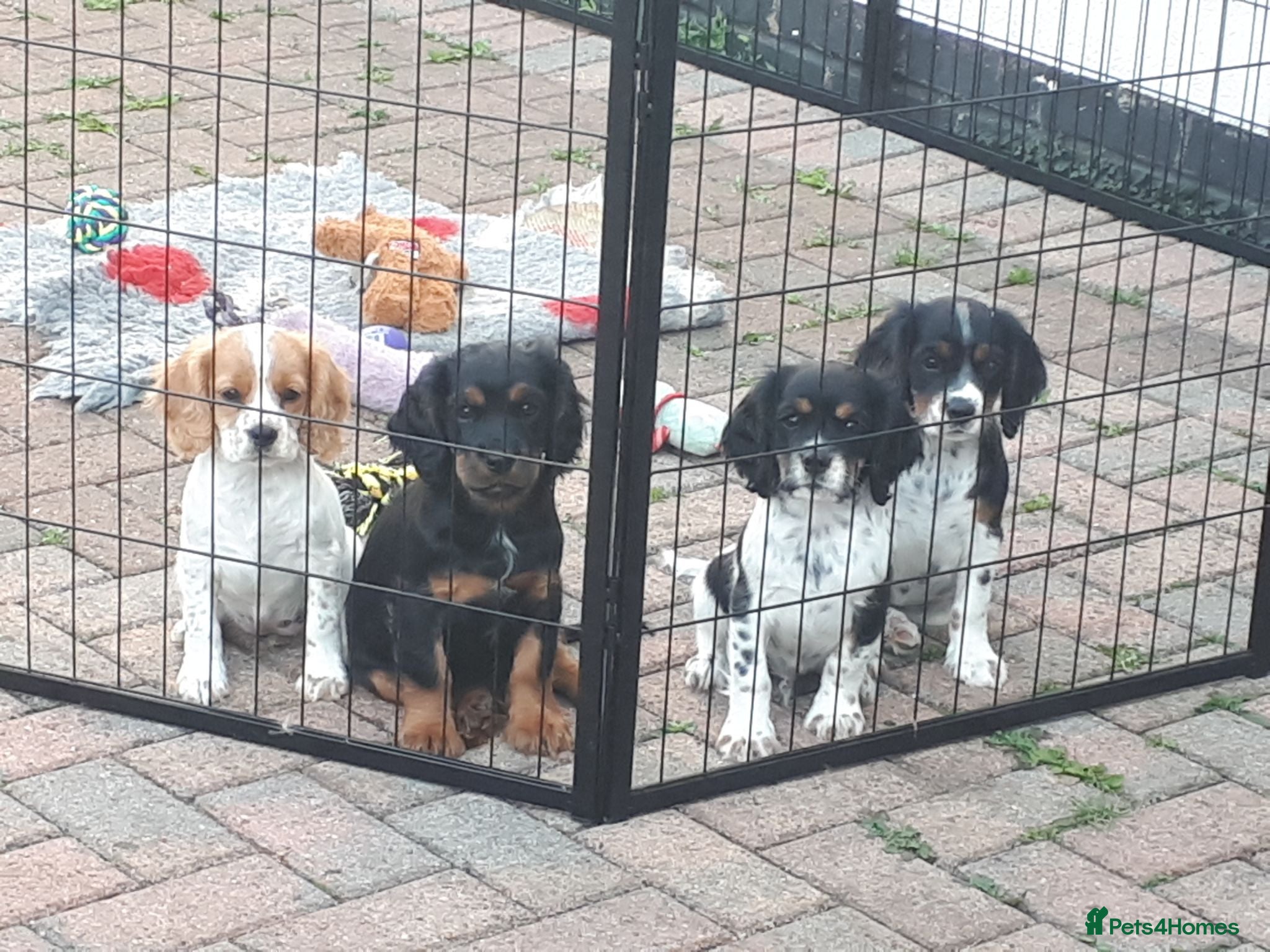 Cockalier dogs Super F1 Cockalier pups Ready Now Health Tested P - Advert 4