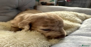 Miniature Dachshund dogs miniature Dachshund puppies KC  - Advert 3