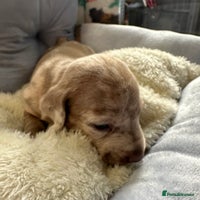 Miniature Dachshund dogs miniature Dachshund puppies KC - Advert 3