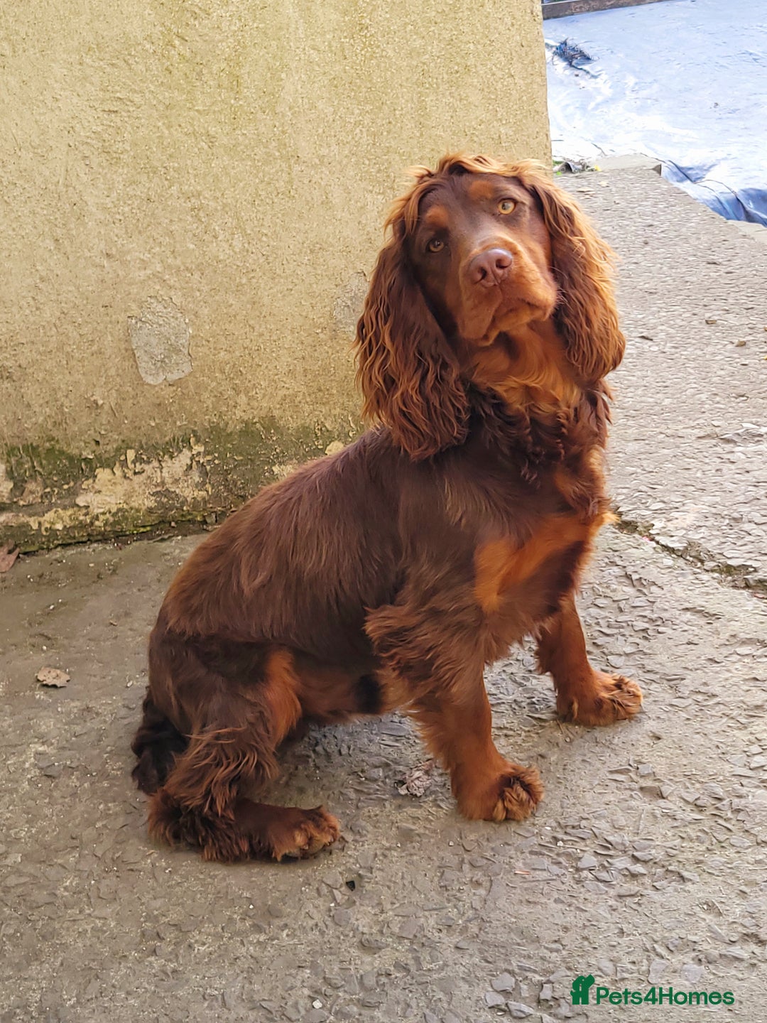 Cocker Spaniel dogs for stud: Choc & Tan stud  - Image 2