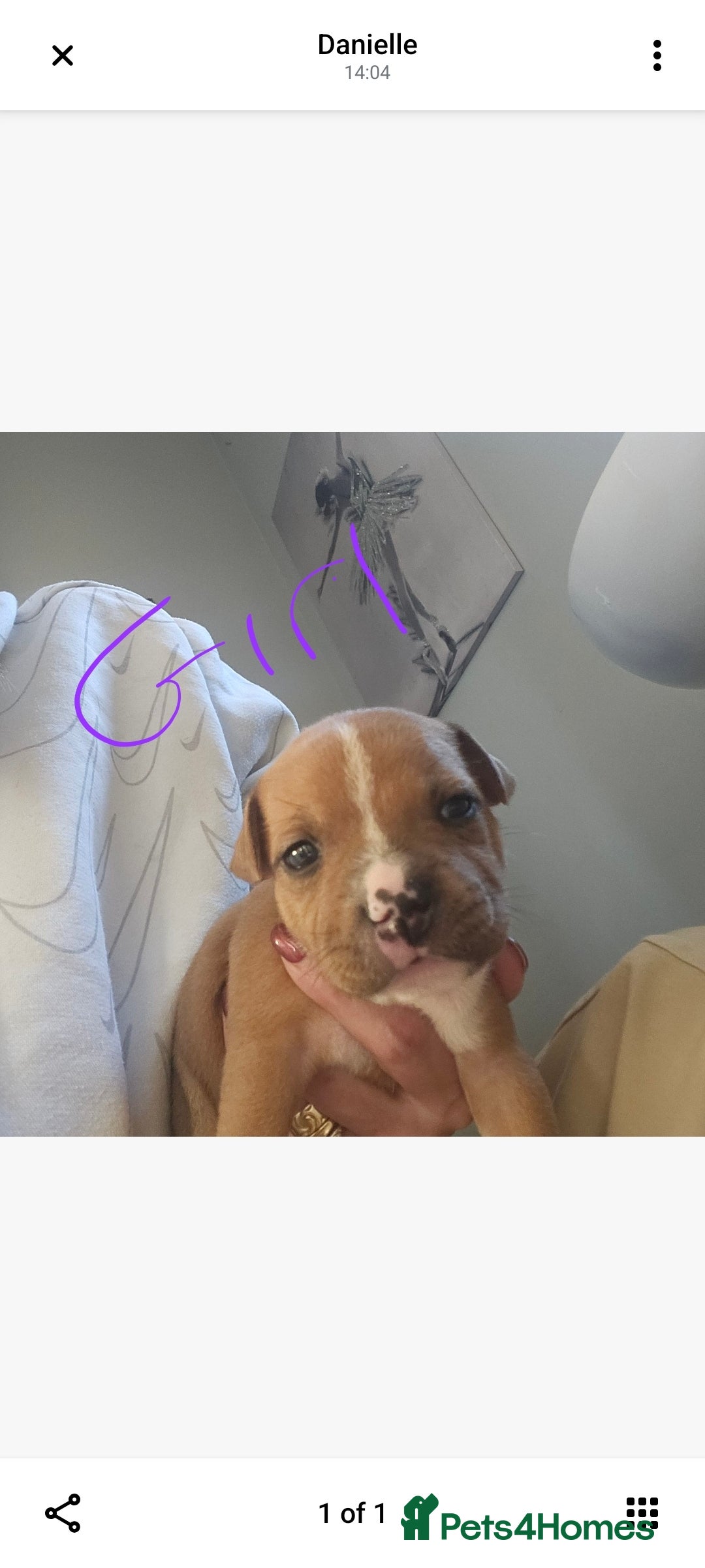 Staffordshire Bull Terrier dogs for sale: Staffy puppies - Advert 5