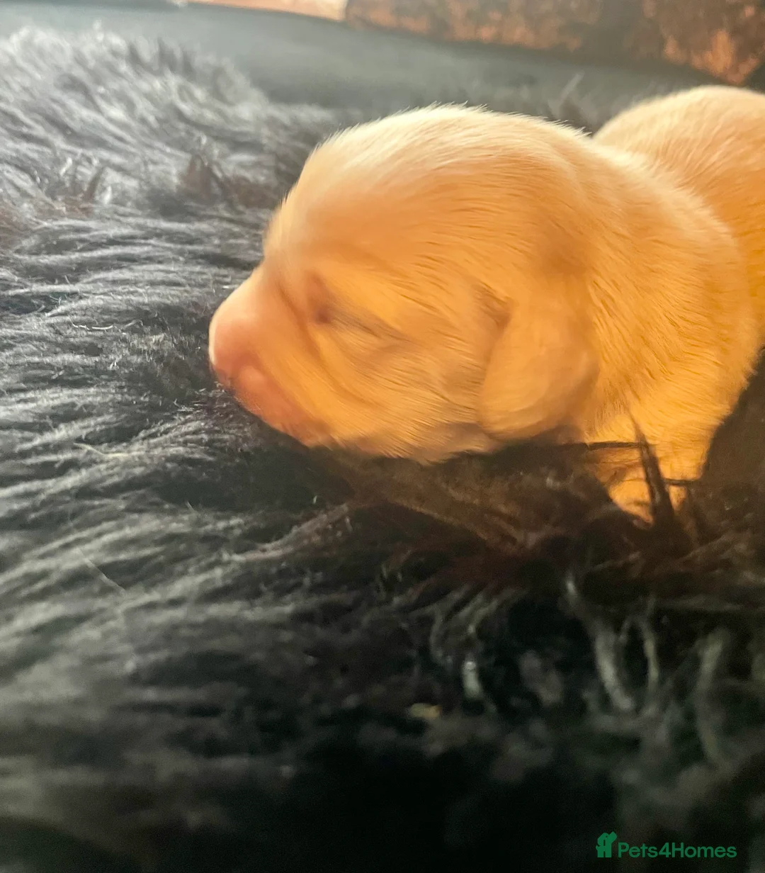 Miniature Dachshund dogs for sale: KC Miniature Long haired Cream dachshunds  - Advert 8