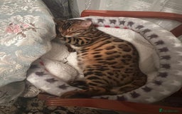 Bengal cats for sale: Gorgeous Bengal for Sale - Image 3