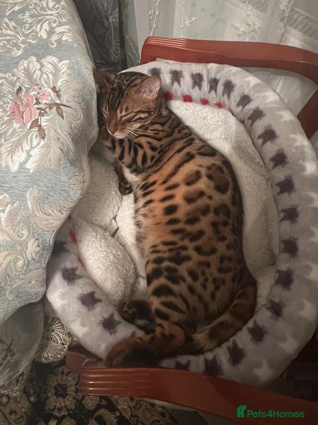 Bengal cats for sale: Gorgeous Bengal for Sale - Image 3