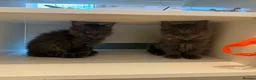 Maine Coon cats for sale: Beautiful Mainecoon kittens  - Advert 11