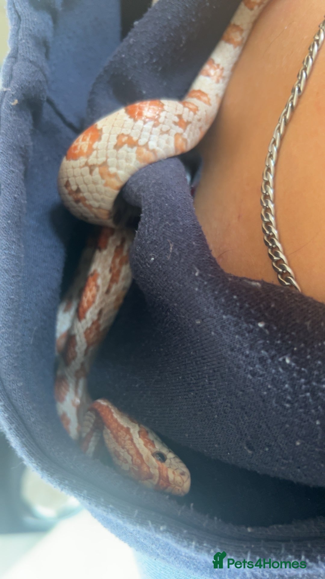 Corn Snake reptiles for sale: 4 year old corn snake  - Advert 10