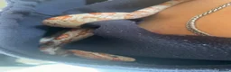 Corn Snake reptiles for sale: 4 year old corn snake  - Advert 1