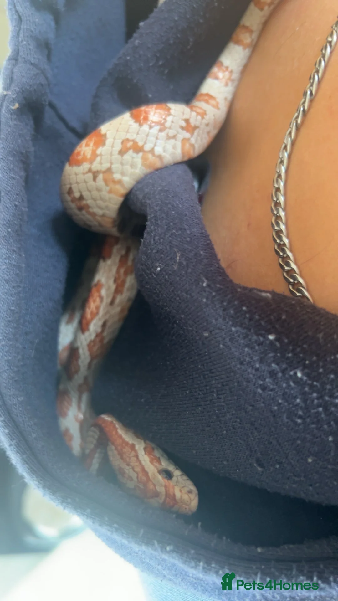 Corn Snake reptiles for sale: 4 year old corn snake  - Advert 1