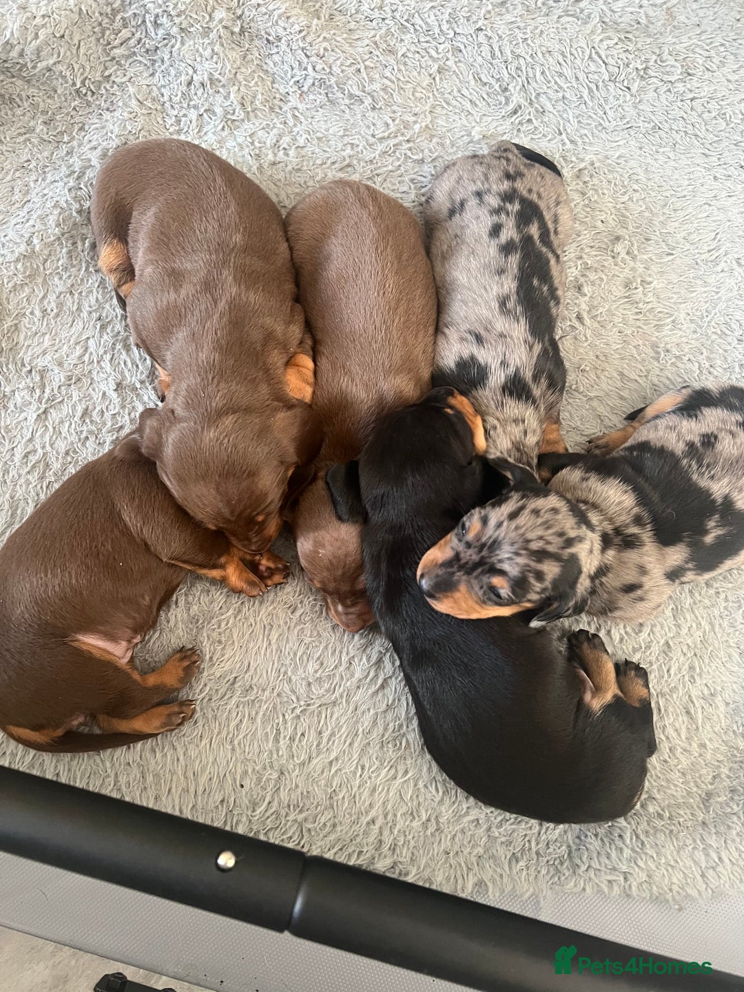Miniature Dachshund dogs for sale: Champion line miniature Dachshunds KCREG PRACLEAR  - Image 8