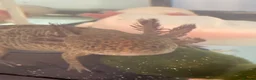 Axolotl reptiles for sale: 2 axolotls and full tank set up in Barnsley - Advert 2
