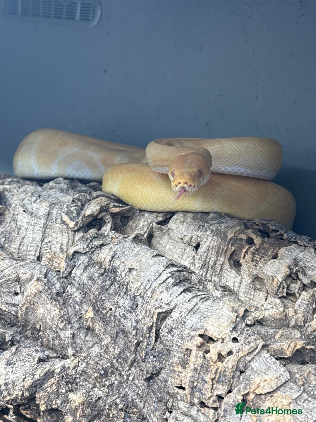 Python Snake reptiles for sale: Royal Python. Morph; super Enchi, albino butter. in Haverfordwest - Advert 1