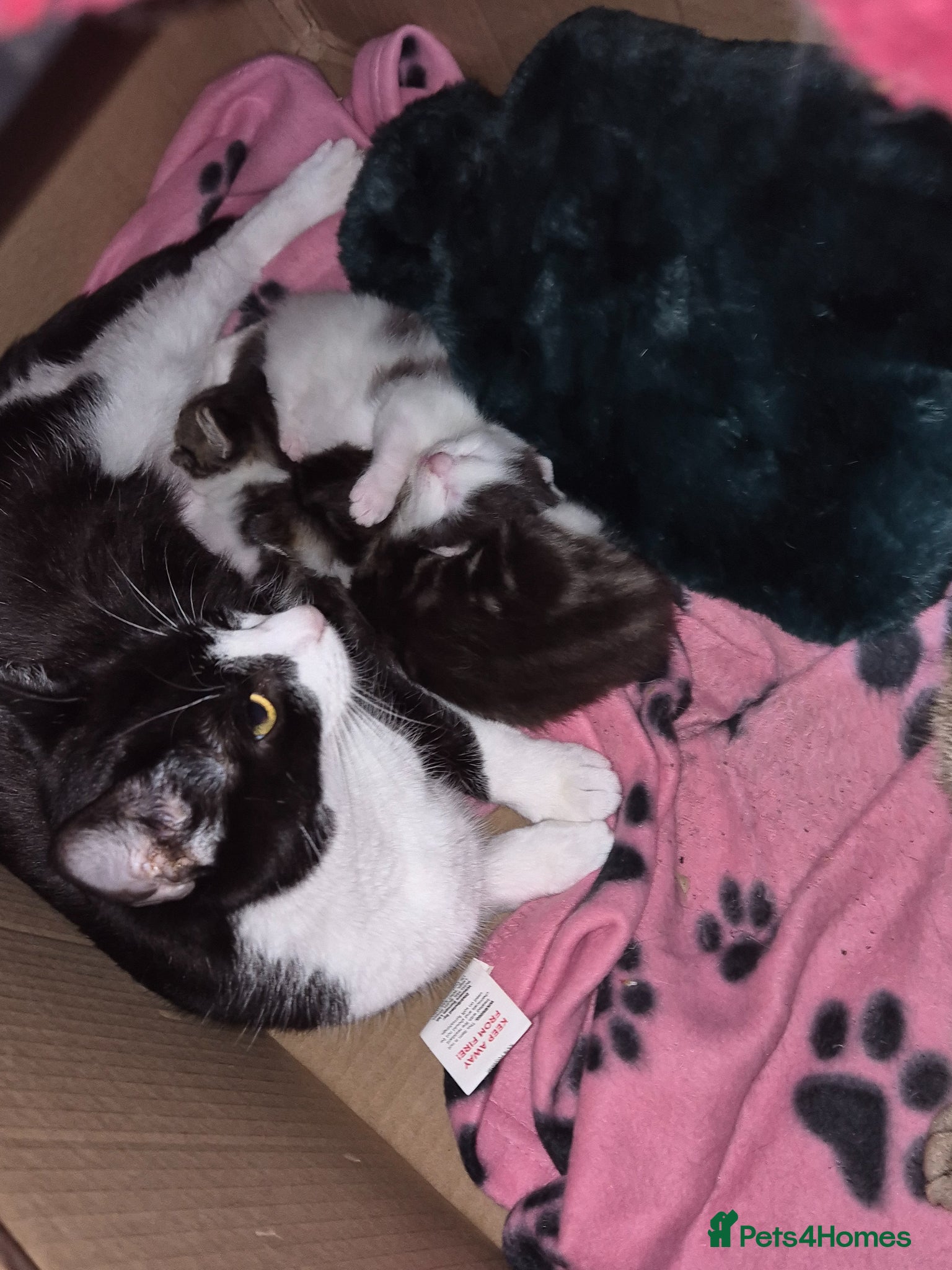 Mixed Breed cats 3 kittens   9 weeks old  - Advert 1