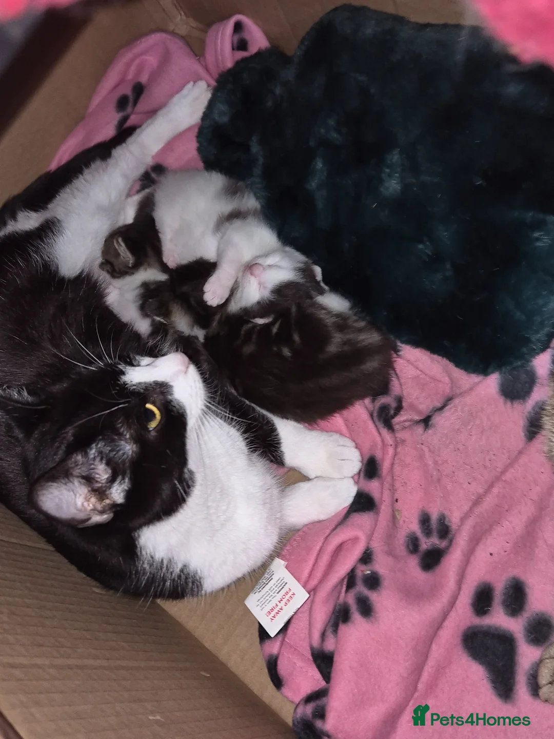 Mixed Breed cats for sale: 3 kittens   9 weeks old  - Advert 1