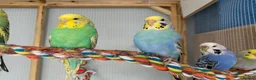 Budgerigars birds for sale: Variety Of Budgies And Cages in Kidderminster - Advert 1
