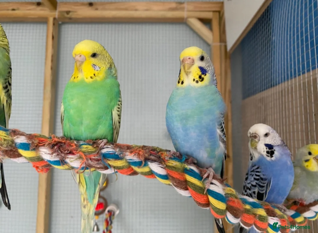 Budgerigars birds for sale: Variety Of Budgies And Cages in Kidderminster - Advert 1