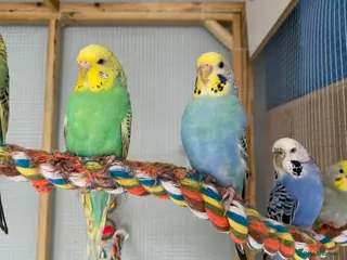 Budgerigars birds Variety Of Budgies And Cages in Kidderminster - Advert 3