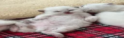British Shorthair cats for sale: British shorthair colourpoint kittens - Advert 22