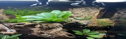 Frog reptiles for sale: Bioactive Vivarium - Advert 5