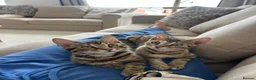 Bengal cats for sale: 2 Bengal kittens  in Coventry - Advert 5