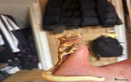 Gecko reptiles for sale: Stunning Tri Colour Lily White Crested Gecko - Image 3