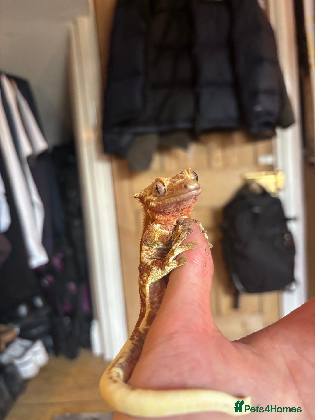 Gecko reptiles for sale: Stunning Tri Colour Lily White Crested Gecko - Image 3