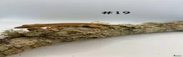 Gecko reptiles for sale: Adult, Juvenile and Lilly White Crested Geckos - Advert 38