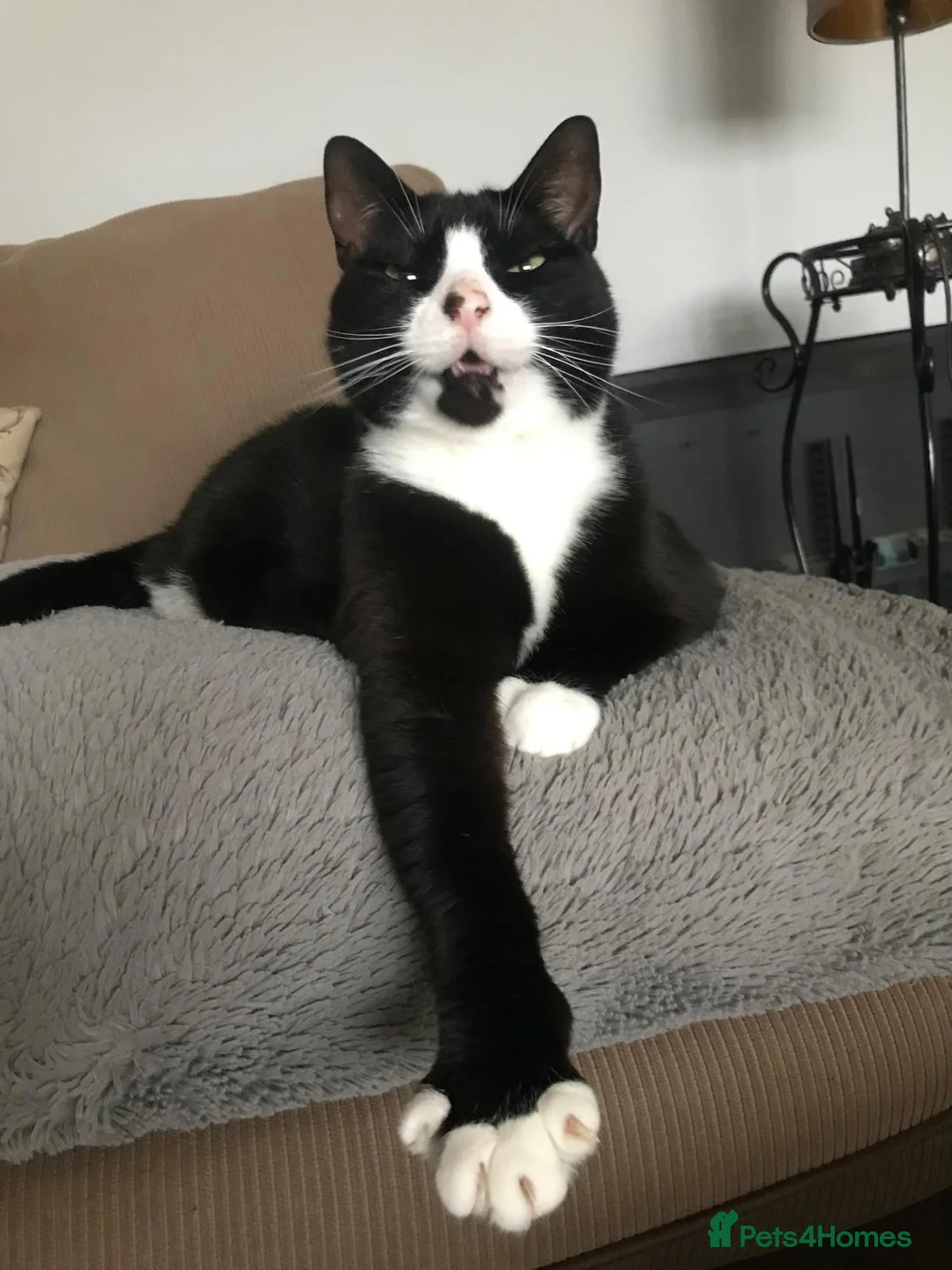 British Shorthair cats for sale: Tuxedo female cat, Lola, age 12 - Advert 2