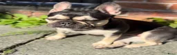 French Bulldog dogs for sale: Female Spayed French Bulldog For Sale in Chester - Advert 8
