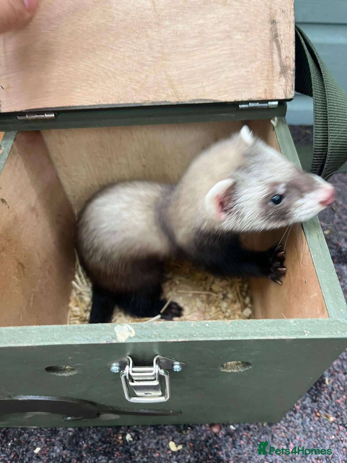 Ferret rodents for sale: Beautiful ferrets 9 weeks old  - Advert 8