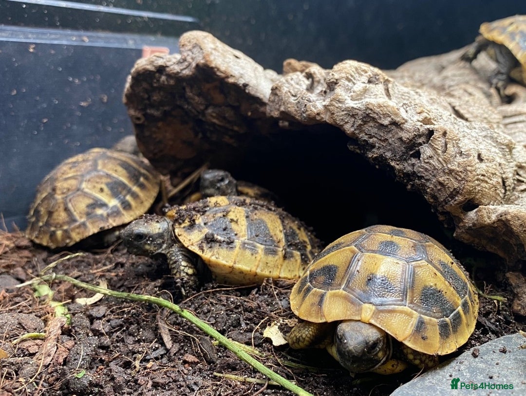 Tortoise reptiles for sale: Hermanns Tortoise (Herman) - Hatchling - Image 7