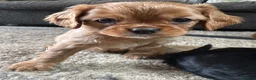 Cavalier King Charles Spaniel dogs for sale: Special Ruby Boys🐾♥️ Ready to leave now 🏠🫶 - Advert 20