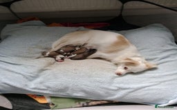 Mixed Breed dogs for sale: Gorgeous Puppies  - Image 1