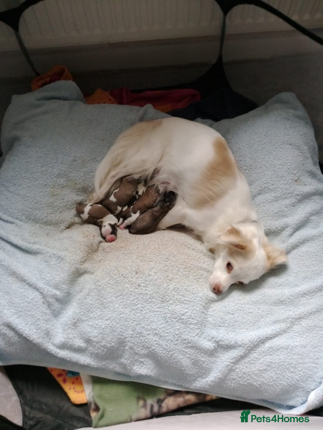 Mixed Breed dogs for sale: Gorgeous Puppies  - Image 1