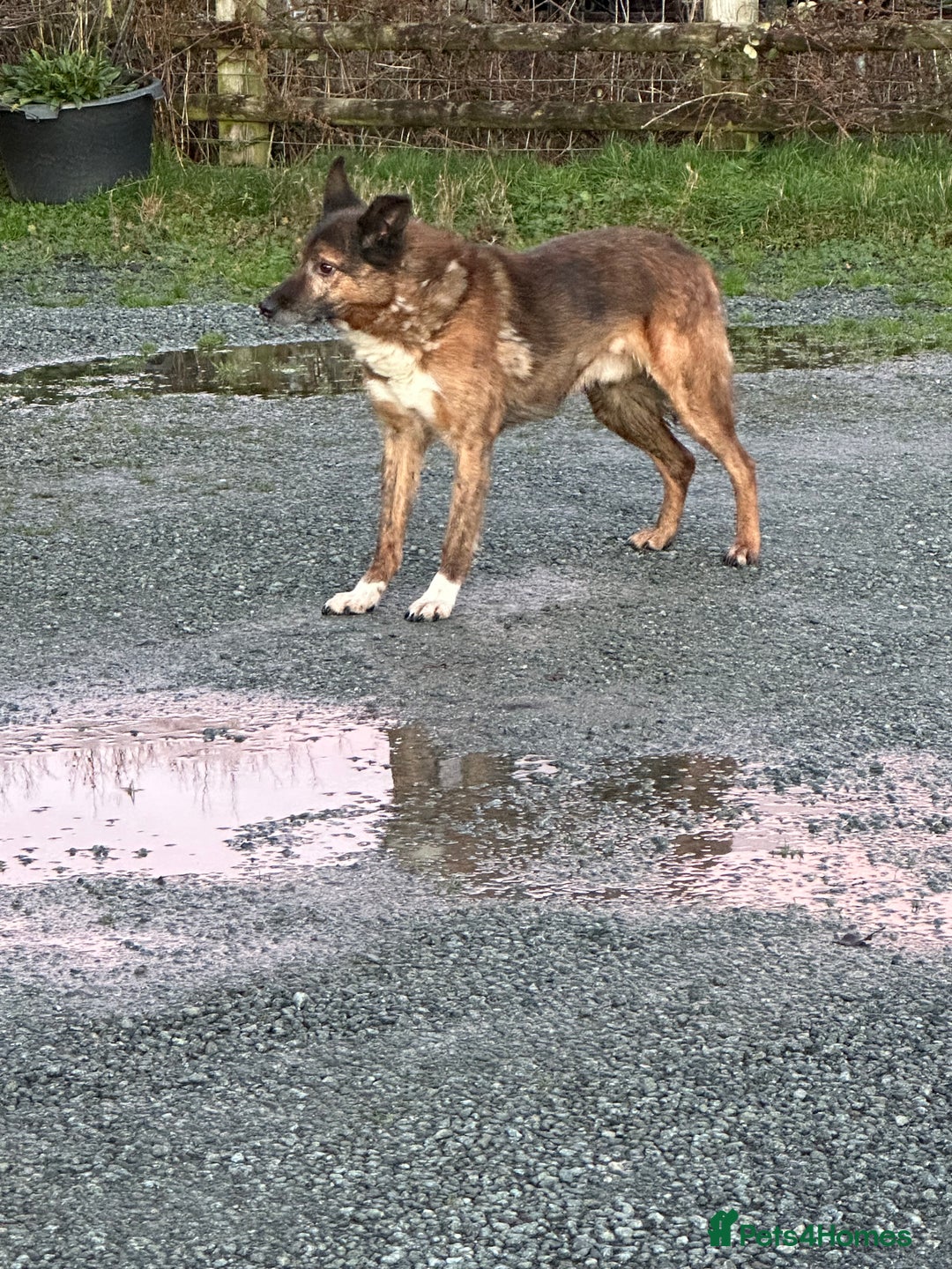 Mixed Breed dogs for sale: Kelpie x Collie puppies - Advert 18