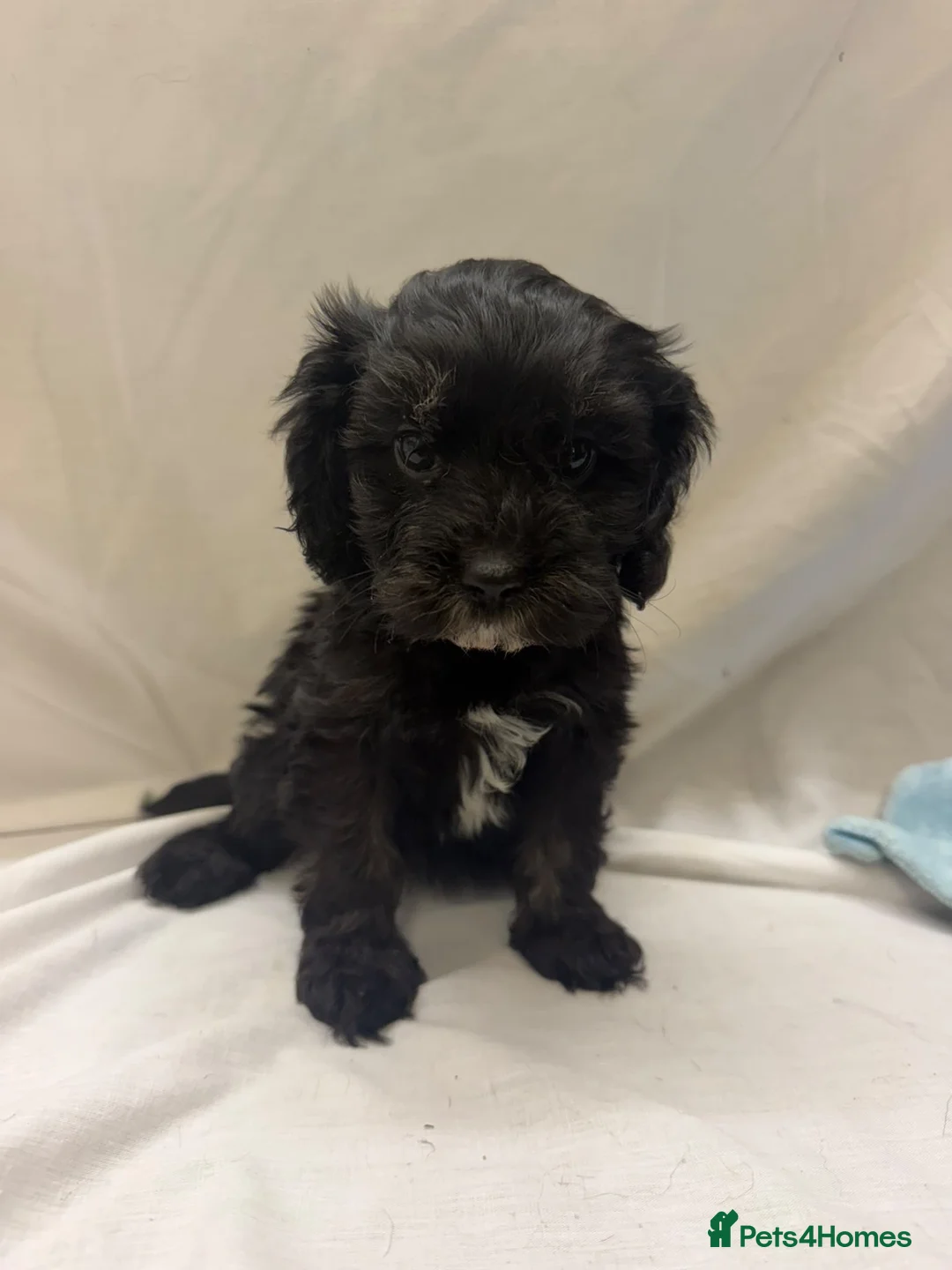 Cavapoo dogs for sale: Female Cavapoos looking for their forever homes  - Advert 4