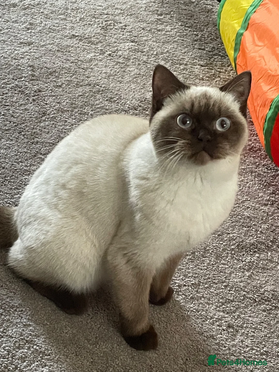 British Shorthair cats for sale: Beautiful chocolate colourpoint girl - Advert 7