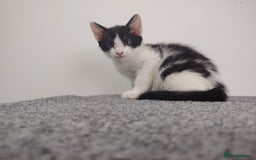 Mixed Breed cats for sale: Adorable Kittens Seeking Loving Homes - Image 4