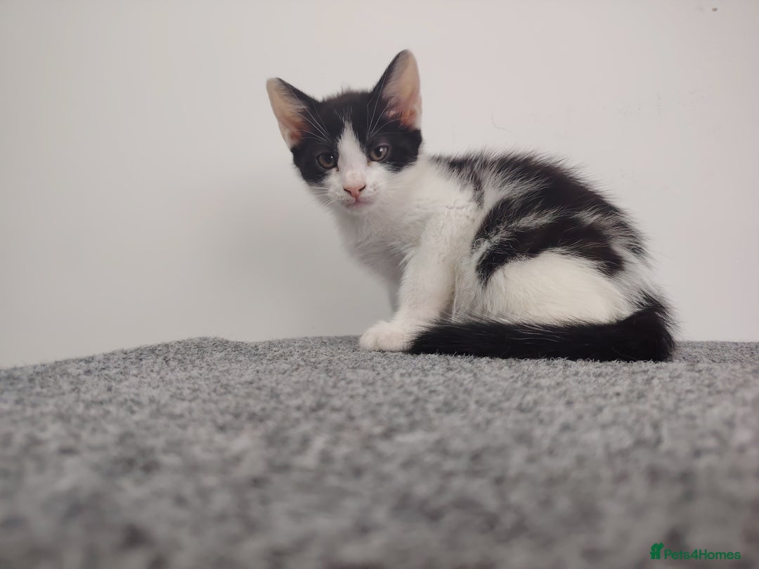 Mixed Breed cats for sale: Adorable Kittens Seeking Loving Homes - Image 4