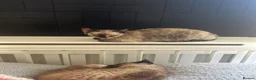 Devon Rex cats for sale: 4 year old beautiful tortie point Devon  rex girl - Advert 3
