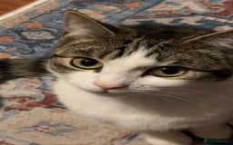 European cats for sale: Beautiful European Shorthair  - Image 4