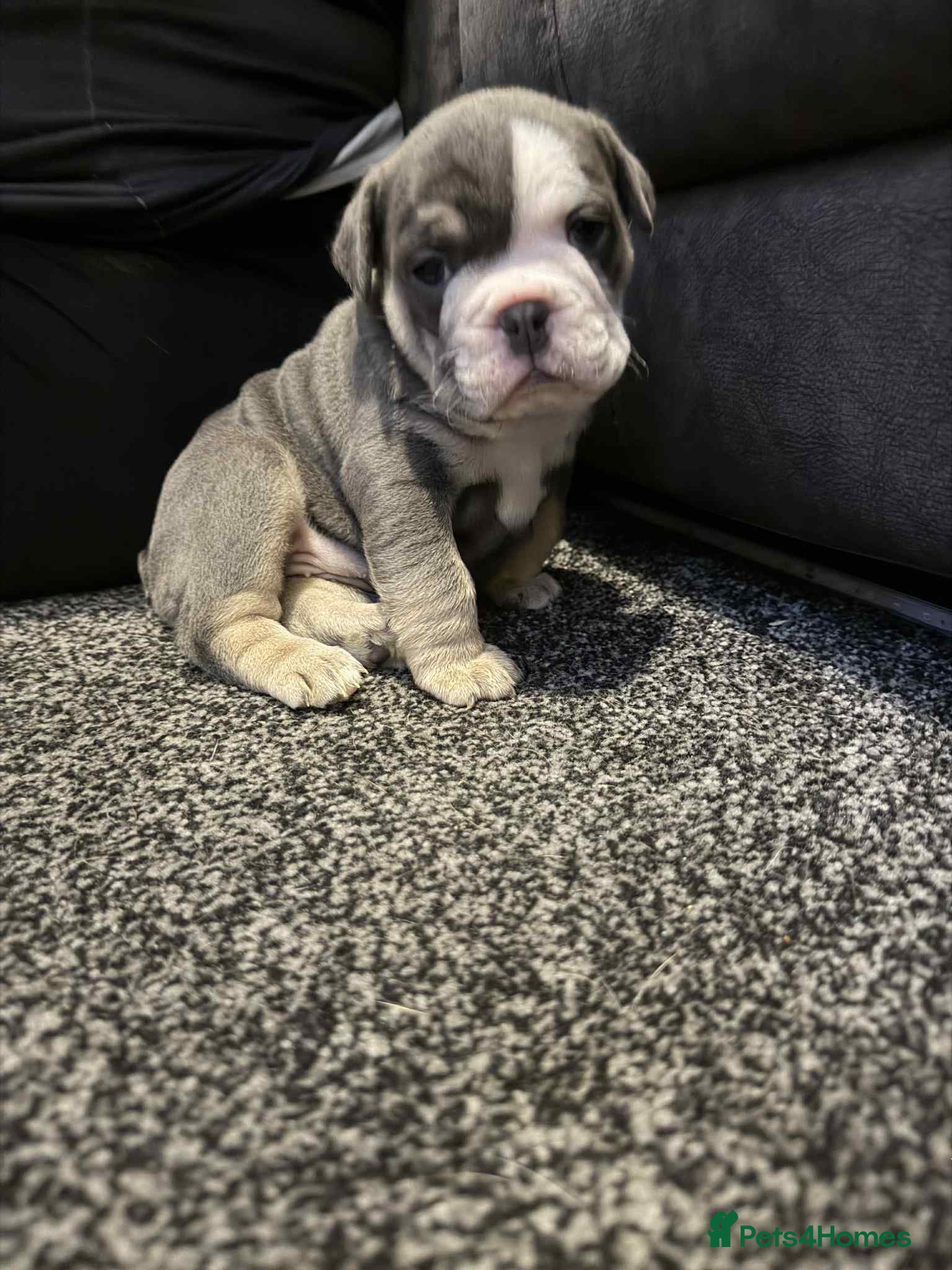 Mixed Breed dogs 3/4 English bulldog x 1/4 French bulldog - Advert 2