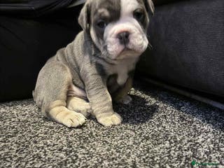 Mixed Breed dogs 3/4 English bulldog x 1/4 French bulldog - Advert 1