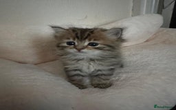 Scottish Fold cats for sale: 5 British Longhair and Scottish Straight kittens  - Image 24