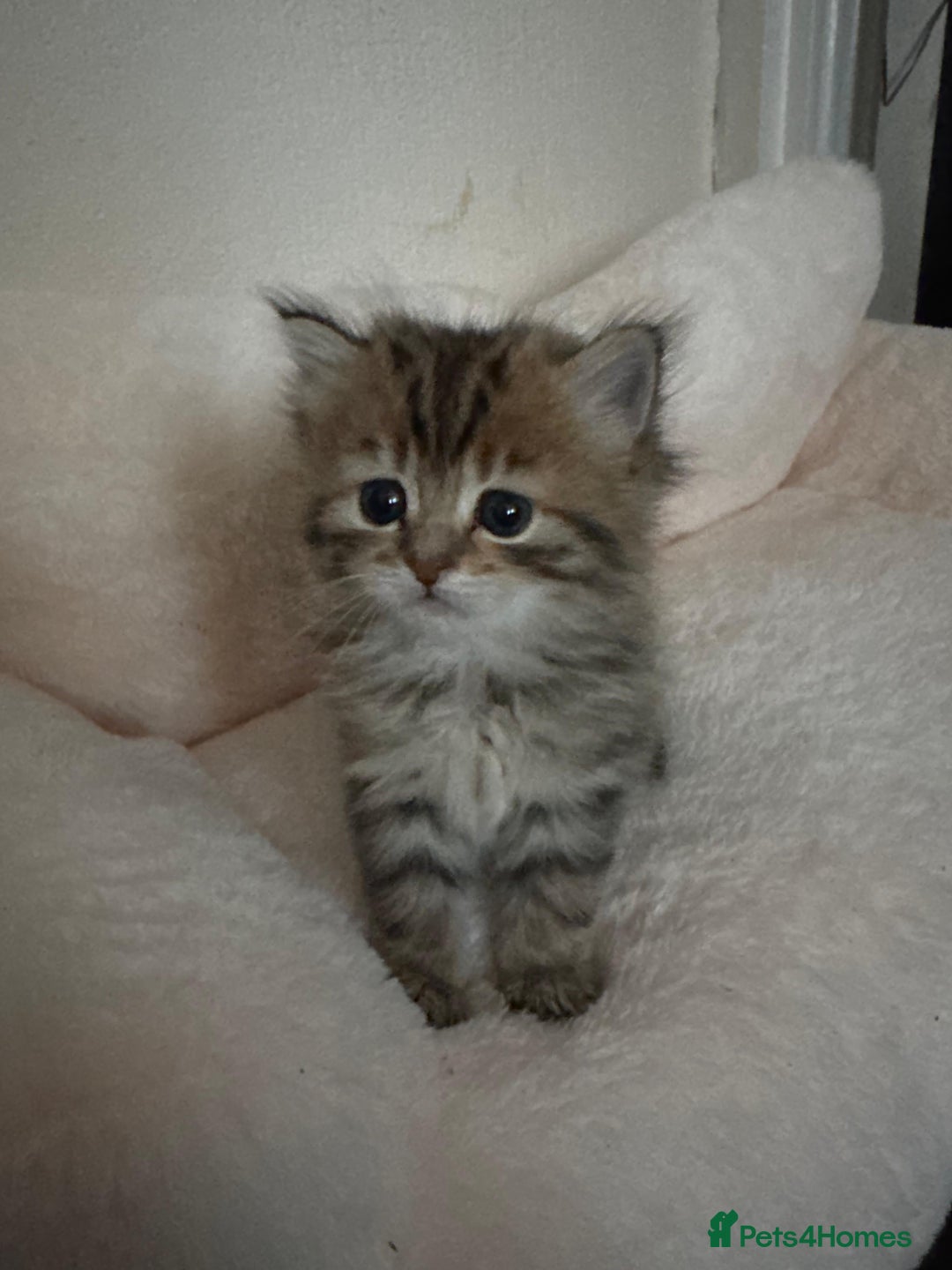 Scottish Fold cats for sale: 5 British Longhair and Scottish Straight kittens  - Image 24