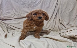 Cavapoo dogs for sale: Cavapoo puppies  - Image 13
